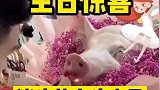 给闺蜜的生日惊喜，啊这猪头花束，还是头次见呀