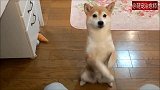柴犬强势撒娇求摸摸求抱抱，可爱翻了！