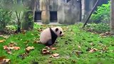 小熊猫干啥啥不行，卖萌第一名，您能歇会吗？