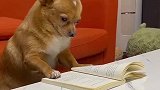 当狗子认真看书时，它在想什么，像极了老师转头时的我