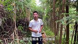 小伙进山摘木子，在路边发现了什么不对劲？走前一看哇哇大叫