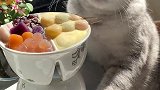 猫王：奶茶鸳鸯锅，快乐就要双倍，真是太满足了！会做饭的猫
