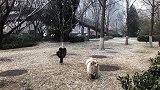北京多地降下大雪 大片雪花漫天飞舞部分地面出现积雪