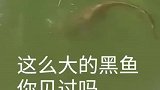 这么大的黑鱼你们见过吗