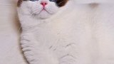 大家注意了哦、千万要小心这种动物 星探家 猫