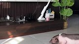 原来猪看电视也会入迷