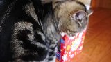 猫咪吃不到小鱼干，好气垒啊，这模样真是搞笑呢！