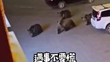 男子夜遇4头狗熊进家寻找食物