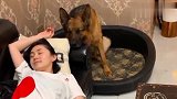 女主和德牧的关系太亲密了，谁都不敢欺负她，男主人也不例外！
