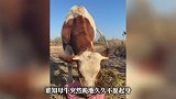 女子花8500元买下待宰怀孕母牛，母牛得救后突然下跪感谢