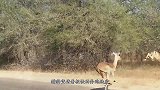 豹子捕食仙鹤，结局却令人意外，豹子：万万想不到啊