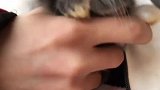 养宠物千万不要贪图便宜凑合，眼缘很重要，好看的宠物越养越顺心