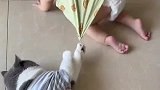 小宝宝在地上爬，猫咪被宝宝拖着走