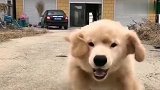 忠犬金毛，一个星期没见主人，主人回来后是什么场面！