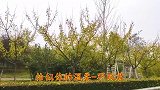 邓丽君一首《恰似你的温柔》词好曲美，歌声很淳朴