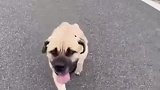 高位瘫痪的流浪犬，明明很脆弱，外表却表现如此坚强