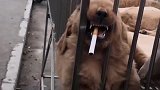 狗子：铲屎的，还能不能让我睡个安稳觉啦！