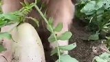 看我家狗狗厉害不