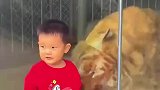 一小男孩竟对老虎大打出手