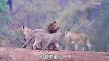 4头母狮投怀送抱，正当雄狮准备亲密接触时，结果却让它尴尬不已