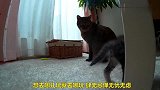 小奶猫在母亲的保护下玩耍，稍不留神就被母亲惩罚