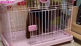 听到家里客人害怕狗， 小泰迪的温暖做法，被网友们狂点赞