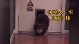 肥猫合集，好端端的猫，是如何养成一头猪的