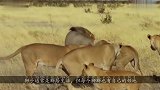 狮群起内讧4头狮子围攻1头雄狮，野外探险专家拍下惊险一幕