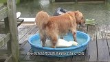 鸭子和狗狗是青梅竹马，主人假装打狗狗，不料鸭子的反应太搞笑