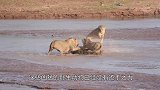 女子猎杀雄狮，拍照炫耀时惨遭狮子报复，镜头记录全过程！