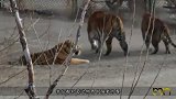它是什么来头一出场就吓退一群老虎，甚至一头老虎还当场被吓趴