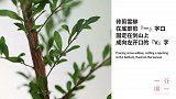 如何用插花艺术表达“秋天来了”？