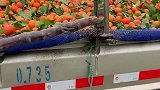 车上这玩意真是厉害，甘蔗都被它干秃噜皮了