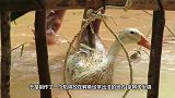 游客将鸡扔入鳄鱼池，鳄鱼群瞬间一拥而上，结果会怎样