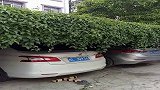 无意间拍到，这一幕让我开眼了，有这样的乘凉车库真好！