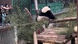 大熊猫当众蹦迪引游客大笑清醒一点，你可是国宝啊