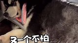 修狗勾居然也要枕着睡哎