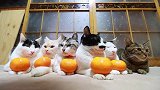 每只猫咪得到两个橘子