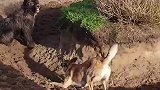 原来狗子也是有心机的