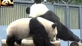 熊猫香香公主咬住妈妈：别吃了，跟我玩会儿！