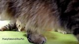 好可爱的小奶猫，这萌萌的小模样，真好玩！