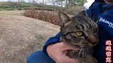 萌宠：遇见流浪大猫强烈要求我抱，我要离开它竟然抱我大腿