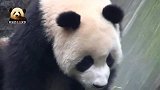 熊猫宝宝脸痒难耐不停挠，呆萌呆萌的