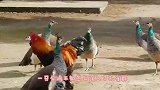 猫咪挑衅母鸡，一个猛扑上去，下一秒，请忍住别笑