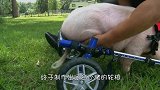 棕熊意外受伤瘫痪，动物园为其安上轮椅，让它重获新生！