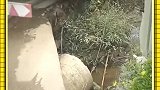 一侧轮胎悬空了一半，司机还是往前开！