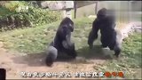 大猩猩的暴脾气，抢我食物就是暴拳相怼！