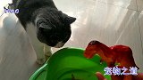 小猫把泡恐龙的水当汤喝，公猫和母猫都看不下去了，太逗了