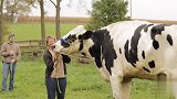 身高高达1-8米的牛 站在牛群里 其它都像牛宝宝