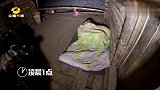 深夜守护羊群，藏獒突然疯狂吼叫，蜜蜂前去观察竟听到狼叫